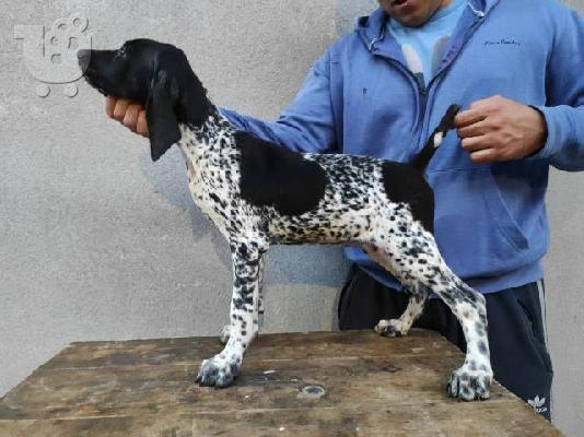 German Wirehaired Pointer, κουτάβια